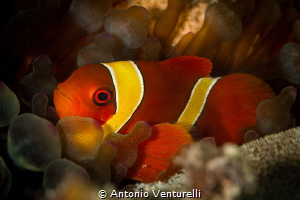 Anemone fishes are immune to anemone's tentacles from day... by Antonio Venturelli 